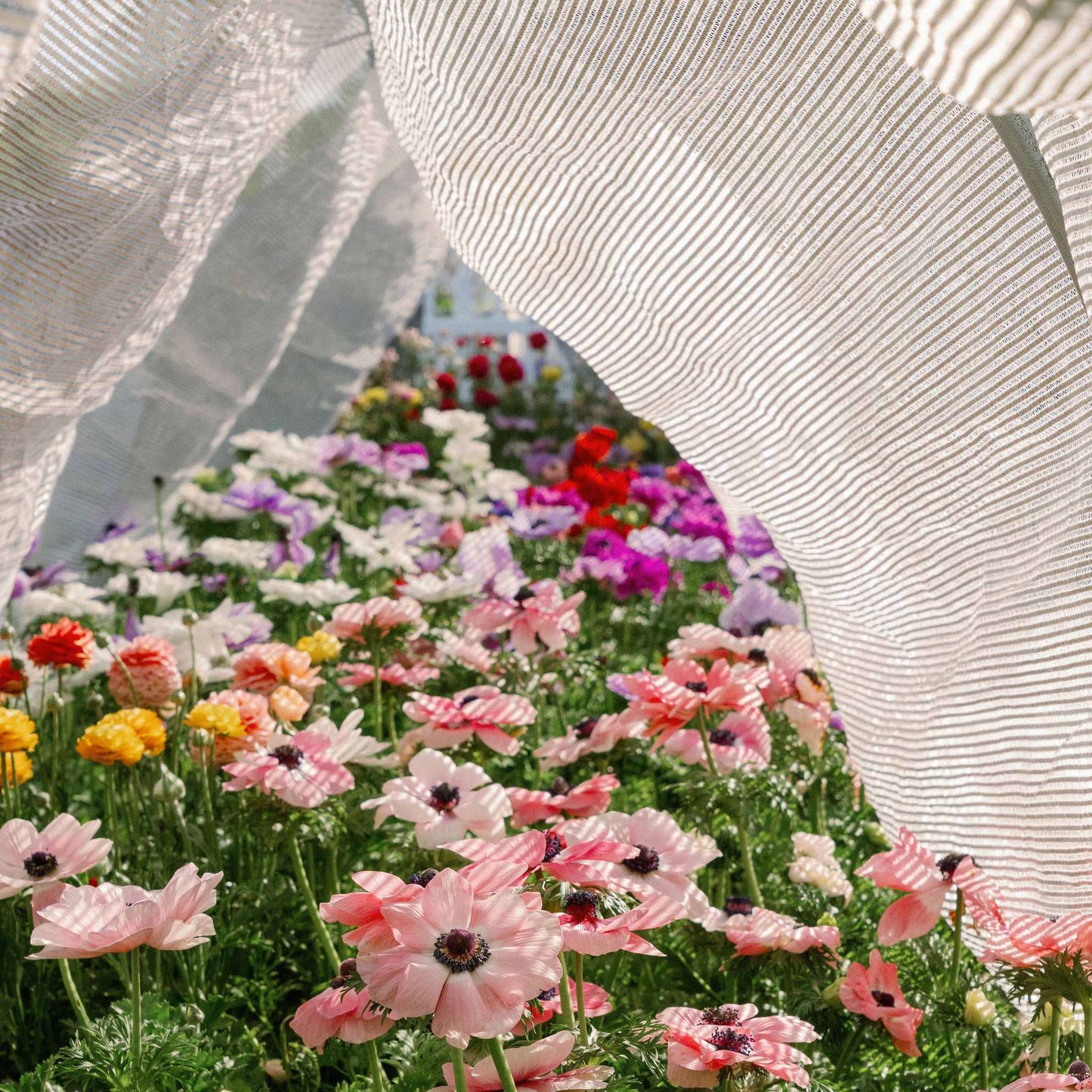 Greenhouse Aluminum White Shade Cloth- 50%