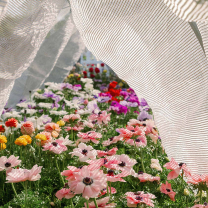 Greenhouse Aluminum White Shade Cloth- 50%