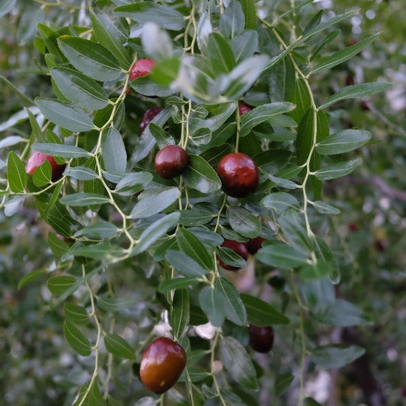Li Jujube Tree