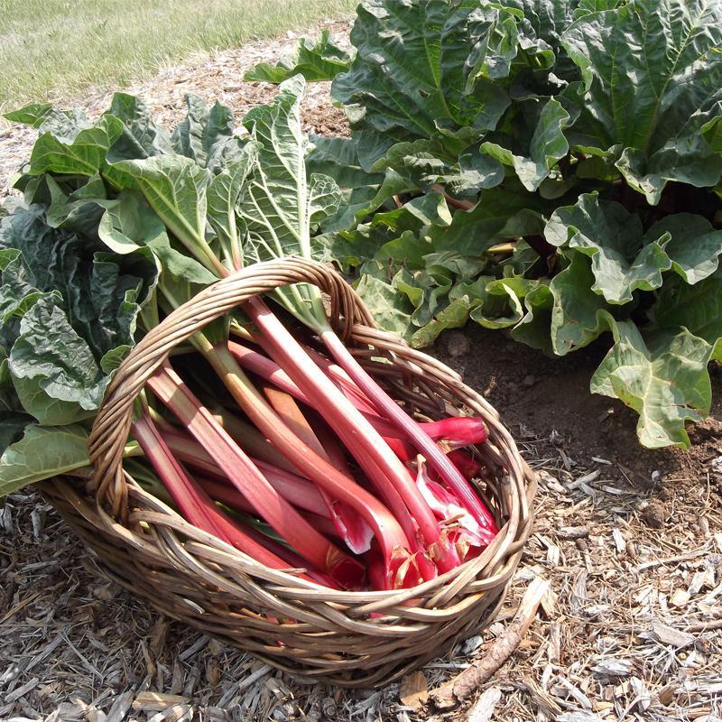 Crimson Red Rhubarb