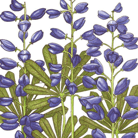 Lupine, Perennial (1/4 lb)